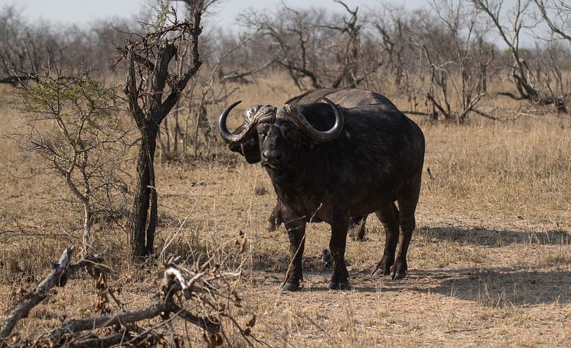 Buffalo South Africa by Eveline van Beusichem