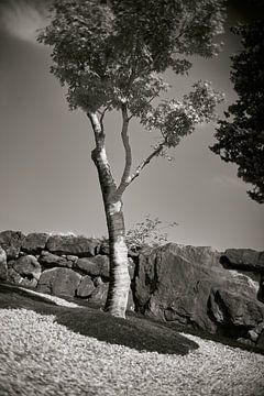 Tree, Odawara Observatory by André Bouterse