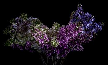 Lilacs with black background