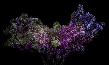 Lilacs with black background by Erik de Rijk