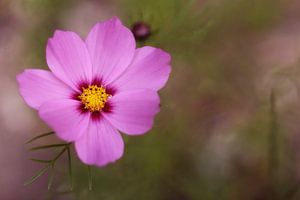 Pink cosmos by LHJB Photography