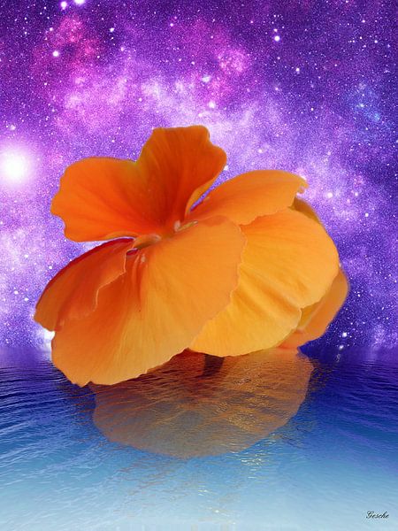Florales Erwachen von Gertrud Scheffler