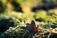 Frost 02