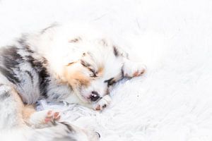 Slapende honden I