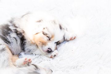 Slapende honden I van Cindy Van den Broecke