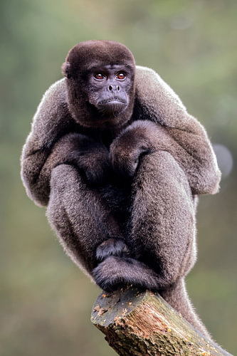 Wolaap