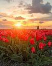 Sun kissed red tulips  van Costas Ganasos thumbnail