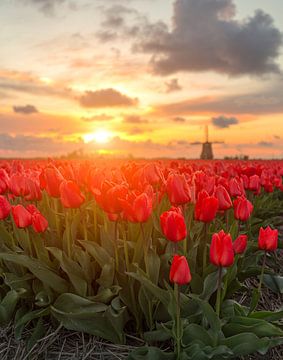 Sun kissed red tulips  van Costas Ganasos