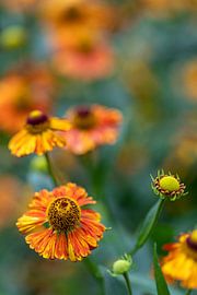 Mini-Sonnenblume (Familie der Sonnenblumen - HeleniumO von Marly De Kok