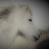 Icelander pair by Gert-Jan Siesling