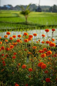 Orangefarbene Blumen vor einem grünen Reisfeld von Ellis Peeters