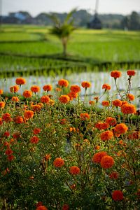 Orangefarbene Blumen vor einem grünen Reisfeld