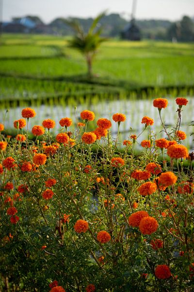 Oranje bloemen voor een groen rijstveld van Ellis Peeters