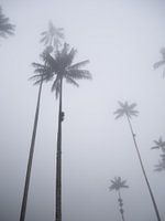 Palmbomen in de mist