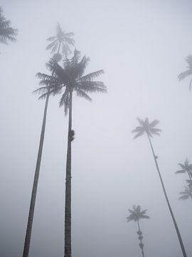 Palmbomen in de mist van Manon Leisink