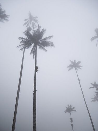 Palm trees in the mist