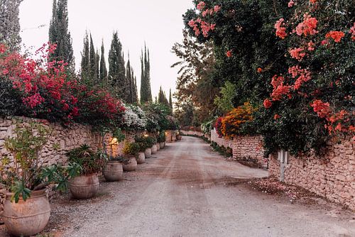 Het pad met de bloemen | Zuid-Afrika Reisfotografie