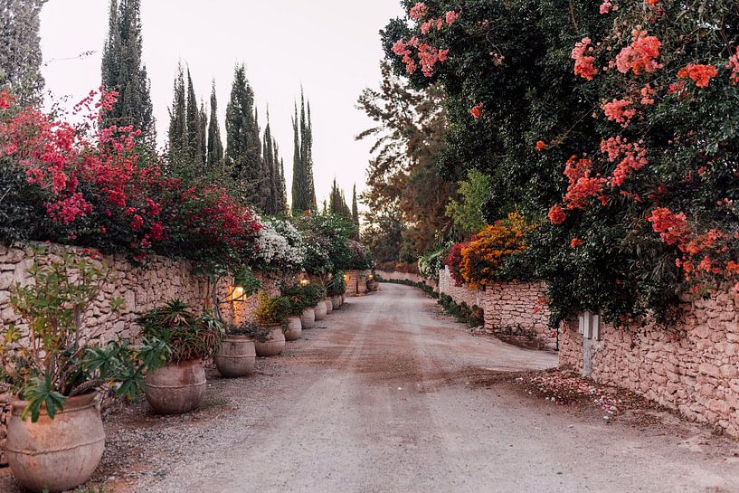The path with the flowers | South Africa Travel Photography by Yaira Bernabela