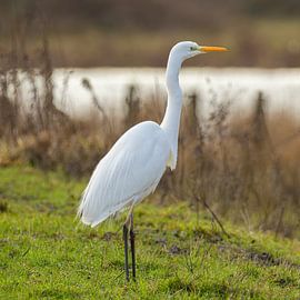 Grande aigrette