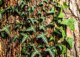 klimop by claes touber