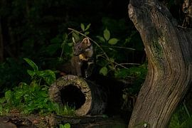 Marder im Wald