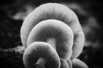 Layers of mushrooms by Maickel Dedeken