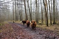 Runderen in de poldernatuur van Gerard de Zwaan thumbnail