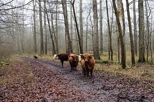 Rinder in der Polderlandschaft