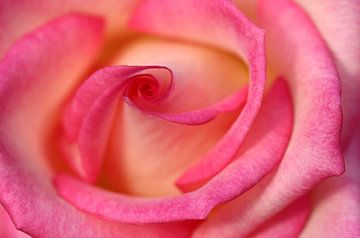 Rose by Frank Smedts