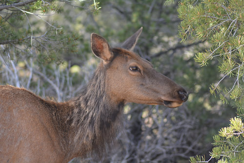 Deer of road