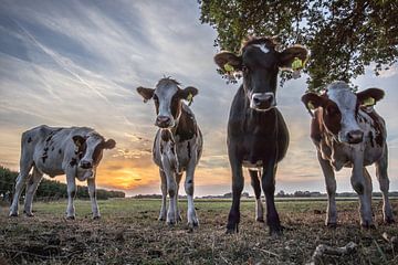 Dutch glory, Pinks, Cows, Sunset.