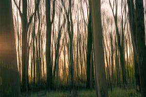 abstrakter Morgen im Wald von Tania Perneel