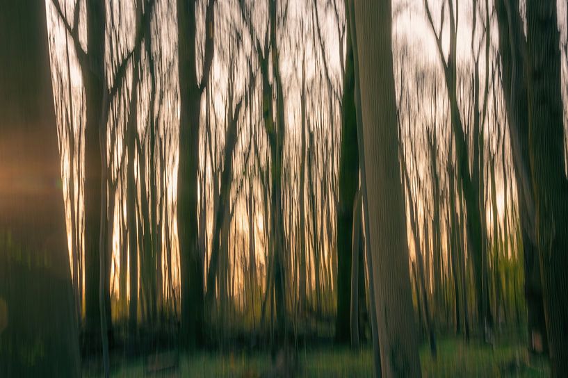 abstracte ochtend in het bos van Tania Perneel