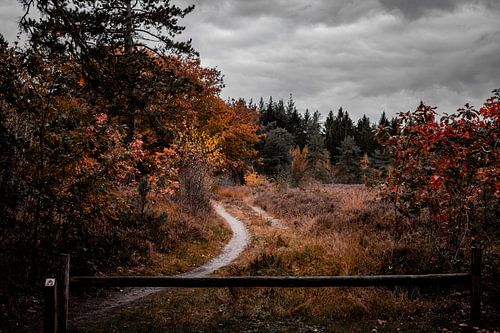 Promenade dans la forêt de Zwarte Dennen à l'automne, Drenthe, Pays-Bas