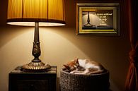 Cat´s in home by Alexander Schulz thumbnail