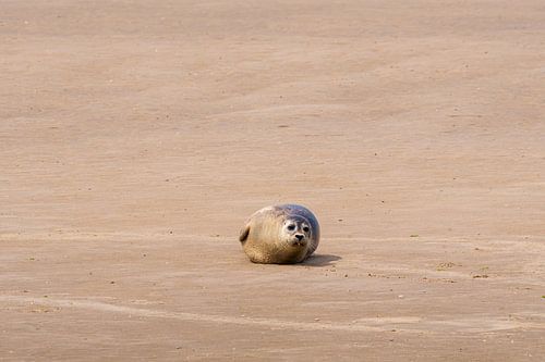 Le phoque me regarde sur Merijn Loch