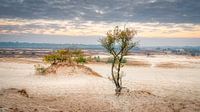 Loonse en drunense duinen