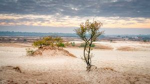Loonse en drunense duinen van Peter Smeekens