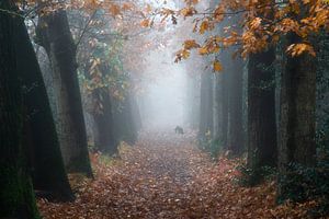 Hund im Nebel