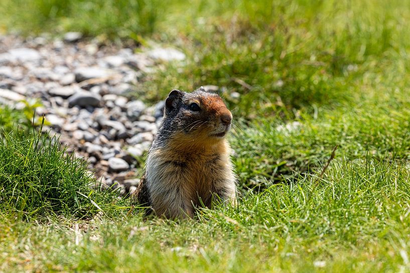 Prairie dog in the Rocky Mountains by Roland Brack
