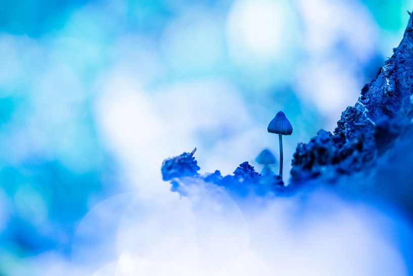 blue by peterheinspictures