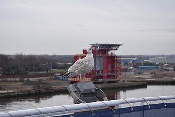 meeuw op lamp van cruise schip van Jeroen Franssen