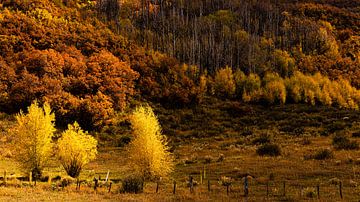 Colorful aspen leaves Indian Summer Rocky Mountains Colorado USA by Dieter Walther