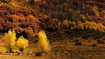 Kleurrijke espenbladeren Indian Summer Rocky Mountains Colorado USA van Dieter Walther