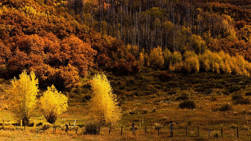 Colorful aspen leaves Indian Summer Rocky Mountains Colorado USA by Dieter Walther