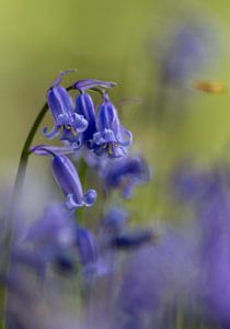 Hallerbos bij het slapengaan 