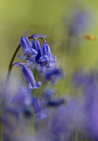 Hallerbos bij het slapengaan  par Ronald De Neve