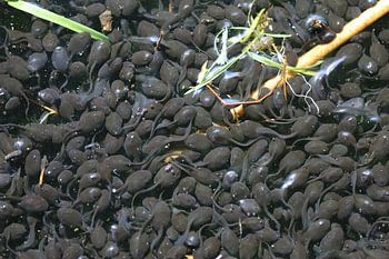 Kaulquappen - Pollywog