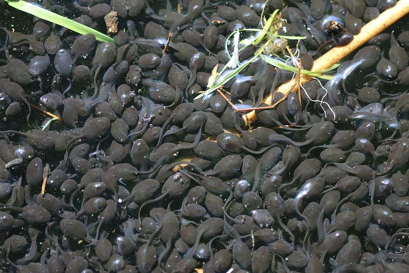 Tadpoles - Pollywog by Matthias Brix