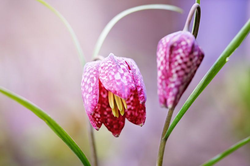 Kievitsbloem gevangen in het licht van LHJB Photography